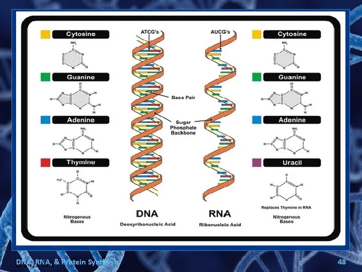 DNA, RNA, & Protein Synthesis 9/24/2021 48 