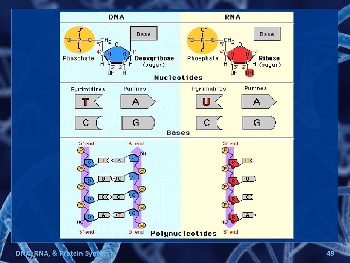 DNA, RNA, & Protein Synthesis 9/24/2021 49 