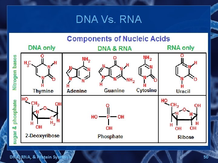 DNA Vs. RNA DNA, RNA, & Protein Synthesis 9/24/2021 50 