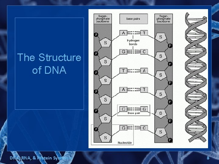 The Structure of DNA, RNA, & Protein Synthesis 9/24/2021 8 