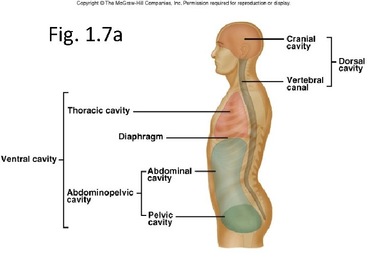 Fig. 1. 7 a 