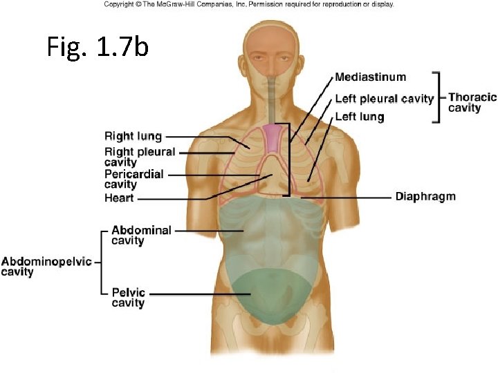 Fig. 1. 7 b 