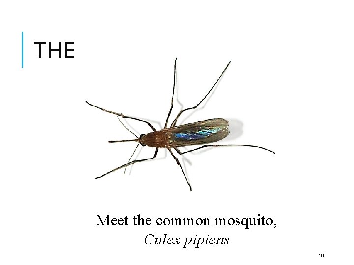 THESE GUYS!!! Meet the common mosquito, Culex pipiens 10 
