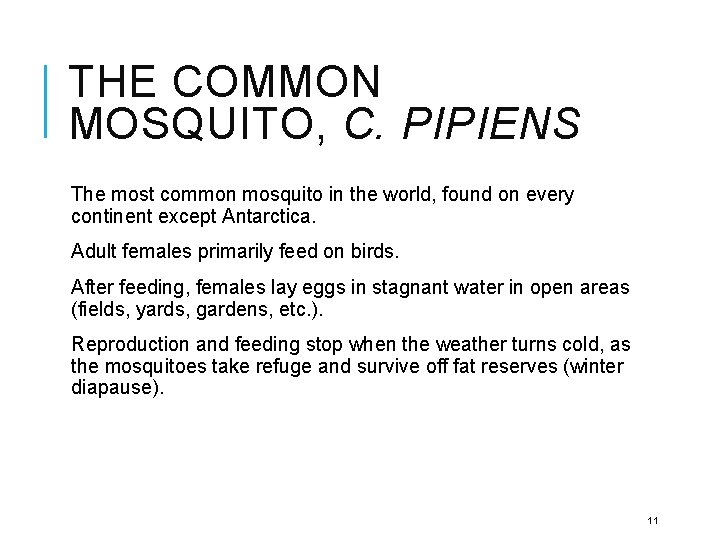 THE COMMON MOSQUITO, C. PIPIENS The most common mosquito in the world, found on