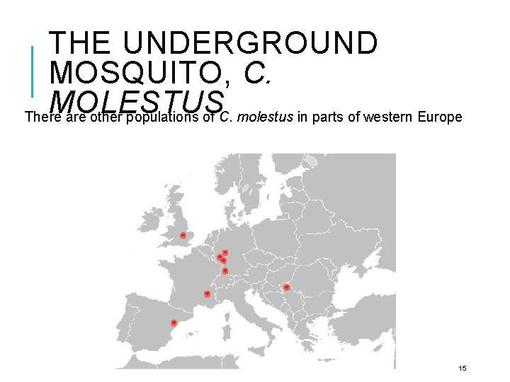 THE UNDERGROUND MOSQUITO, C. MOLESTUS There are other populations of C. molestus in parts