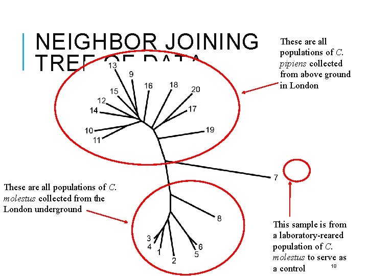 NEIGHBOR JOINING TREE OF DATA These are all populations of C. pipiens collected from