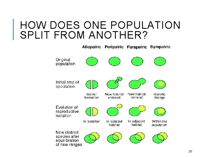 HOW DOES ONE POPULATION SPLIT FROM ANOTHER? 20 