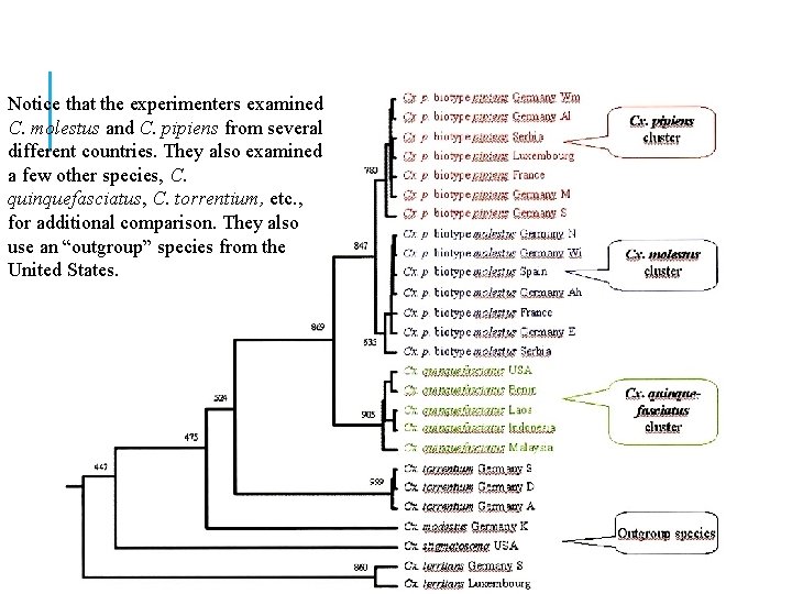 MOSQUITO FAMILY TREE Notice that the experimenters examined C. molestus and C. pipiens from