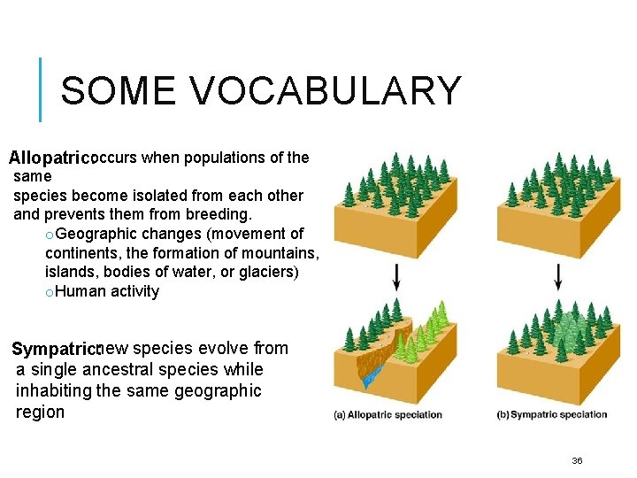 SOME VOCABULARY Allopatric: occurs when populations of the same species become isolated from each