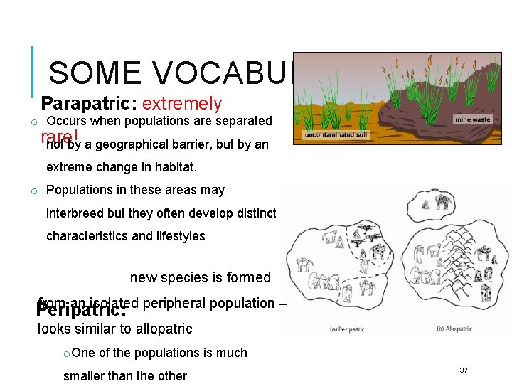 SOME VOCABULARY Parapatric: extremely o Occurs when populations are separated rare! not by a
