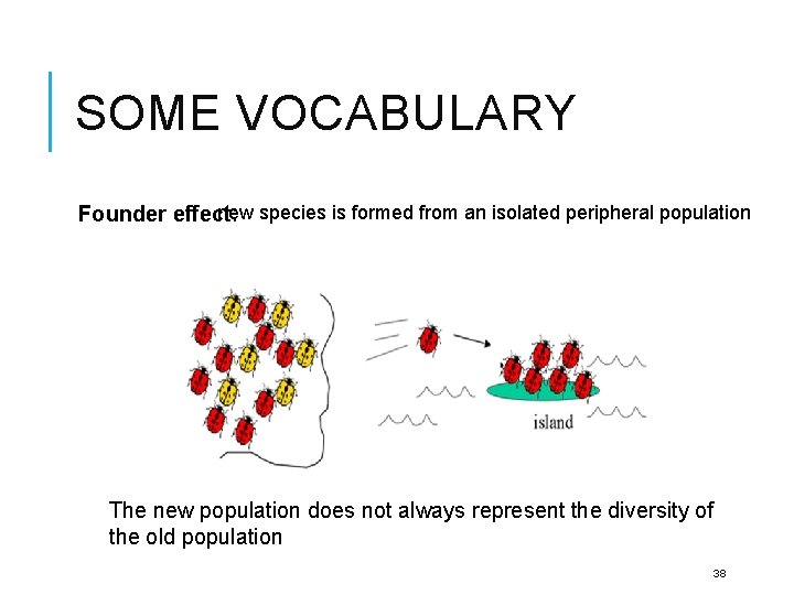 SOME VOCABULARY new species is formed from an isolated peripheral population Founder effect: The