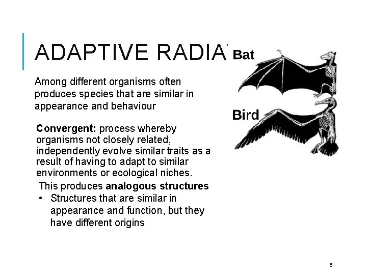 ADAPTIVE RADIATION Among different organisms often produces species that are similar in appearance and