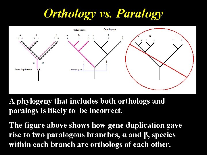Orthology vs. Paralogy A phylogeny that includes both orthologs and paralogs is likely to