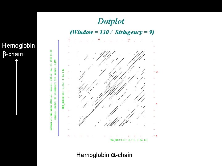 Dotplot (Window = 130 / Stringency = 9) Hemoglobin -chain 