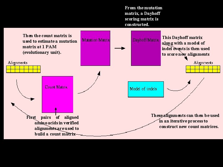 From the mutation matrix, a Dayhoff scoring matrix is constructed. Then the count matrix