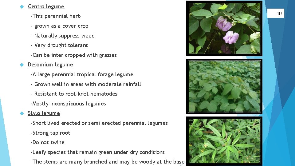  Centro legume -This perennial herb - grown as a cover crop - Naturally