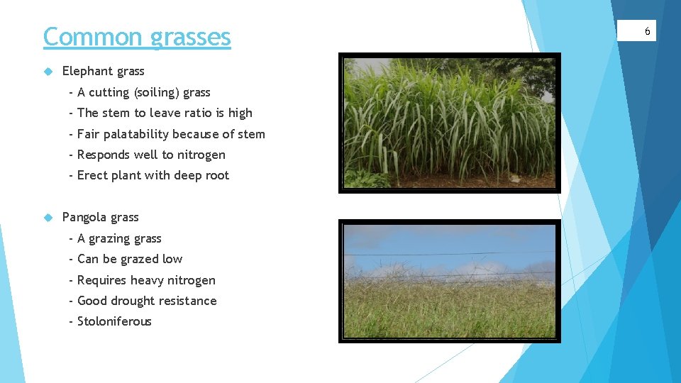 Common grasses Elephant grass - A cutting (soiling) grass - The stem to leave