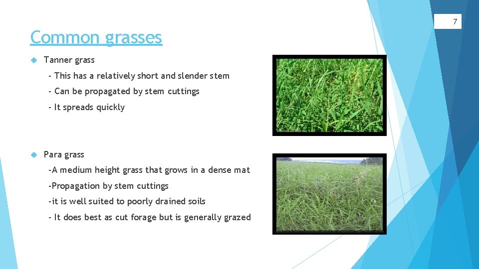 7 Common grasses Tanner grass - This has a relatively short and slender stem