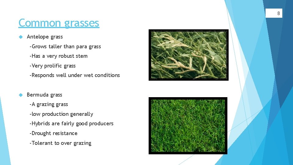 8 Common grasses Antelope grass -Grows taller than para grass -Has a very robust