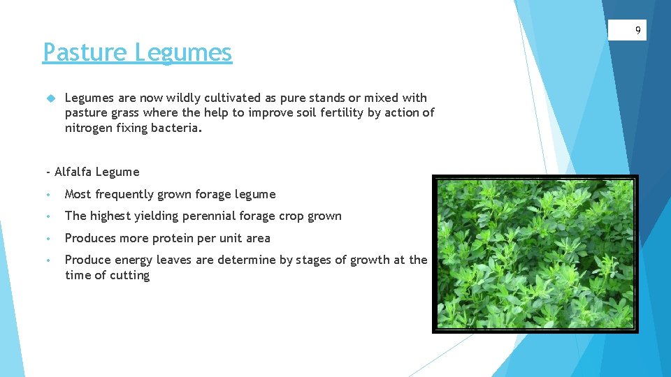 9 Pasture Legumes are now wildly cultivated as pure stands or mixed with pasture