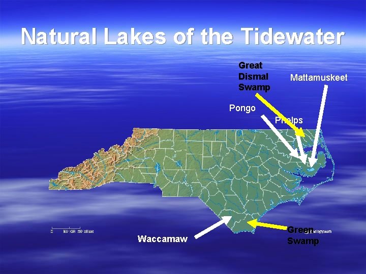 Natural Lakes of the Tidewater Great Dismal Swamp Mattamuskeet Pongo Phelps Waccamaw Green Swamp