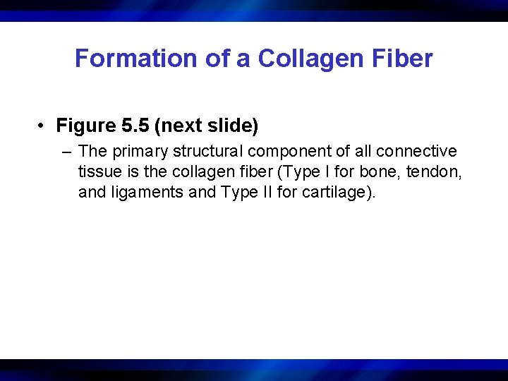 Formation of a Collagen Fiber • Figure 5. 5 (next slide) – The primary