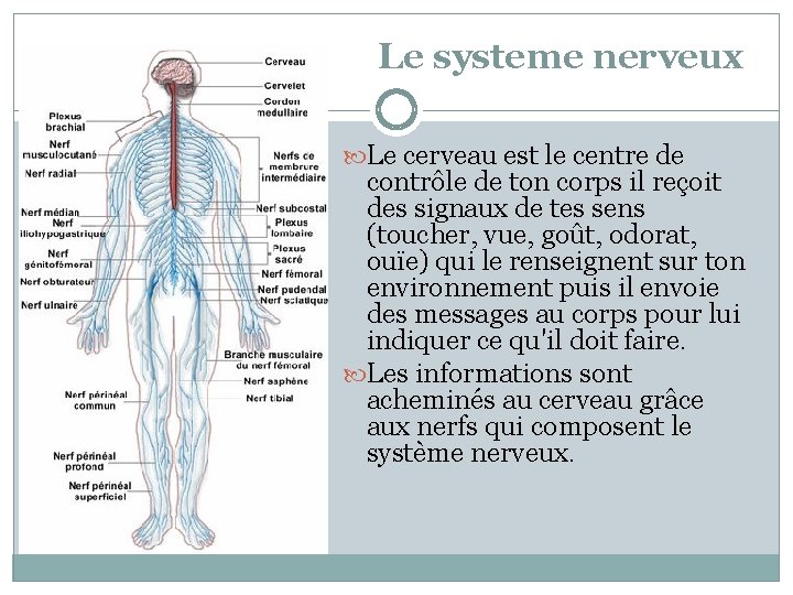 Le systeme nerveux Le cerveau est le centre de contrôle de ton corps il