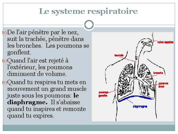 Le systeme respiratoire De l'air pénètre par le nez, suit la trachée, pénètre dans