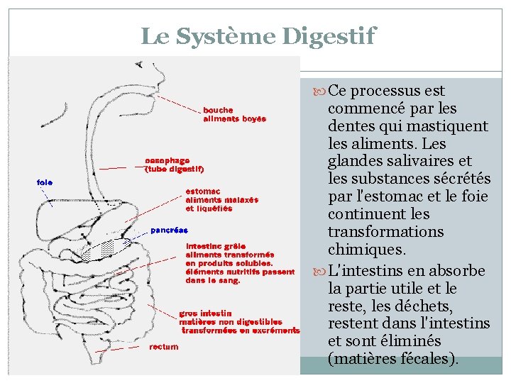 Le Système Digestif Ce processus est commencé par les dentes qui mastiquent les aliments.