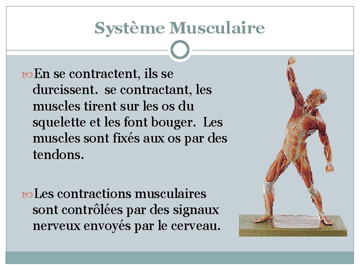 Système Musculaire En se contractent, ils se durcissent. se contractant, les muscles tirent sur