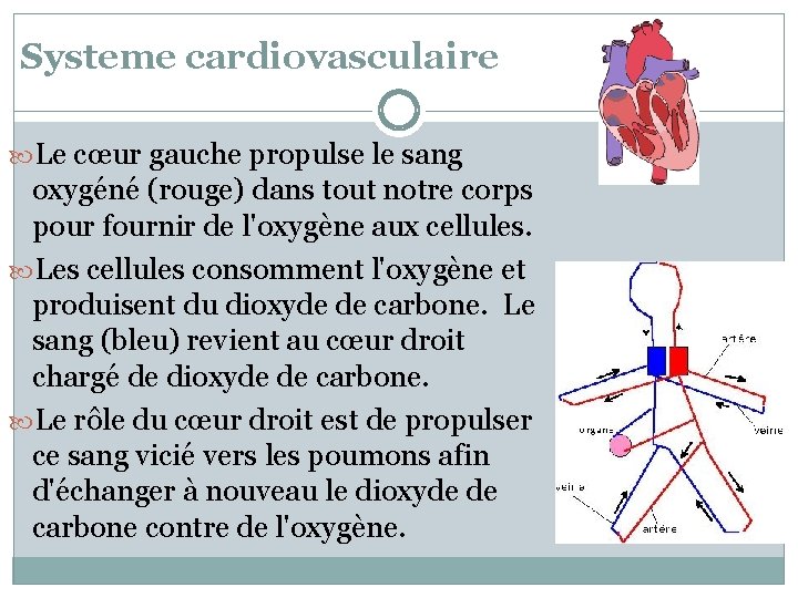 Systeme cardiovasculaire Le cœur gauche propulse le sang oxygéné (rouge) dans tout notre corps