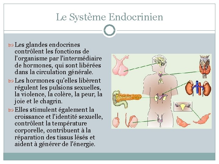 Le Système Endocrinien Les glandes endocrines contrôlent les fonctions de l'organisme par l'intermédiaire de