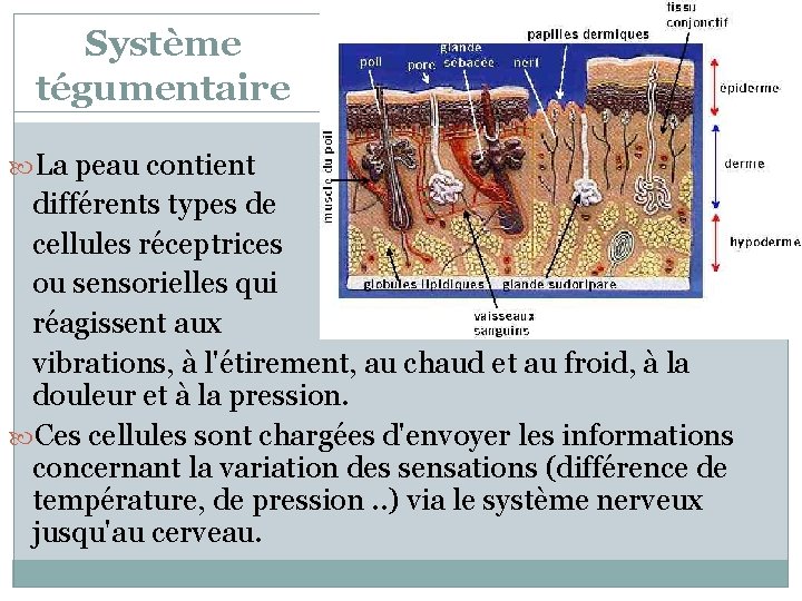 Système tégumentaire La peau contient différents types de cellules réceptrices ou sensorielles qui réagissent