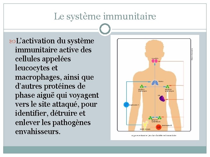 Le système immunitaire L’activation du système immunitaire active des cellules appelées leucocytes et macrophages,