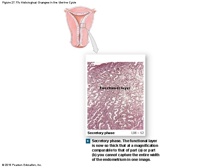 Figure 27. 17 c Histological Changes in the Uterine Cycle Functional layer Secretory phase