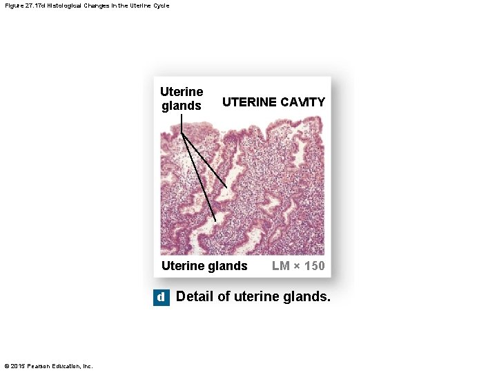 Figure 27. 17 d Histological Changes in the Uterine Cycle Uterine glands UTERINE CAVITY