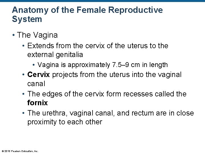 Anatomy of the Female Reproductive System • The Vagina • Extends from the cervix