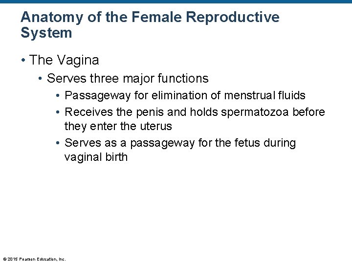 Anatomy of the Female Reproductive System • The Vagina • Serves three major functions