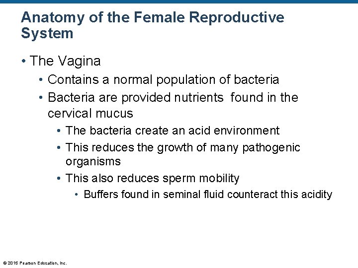 Anatomy of the Female Reproductive System • The Vagina • Contains a normal population