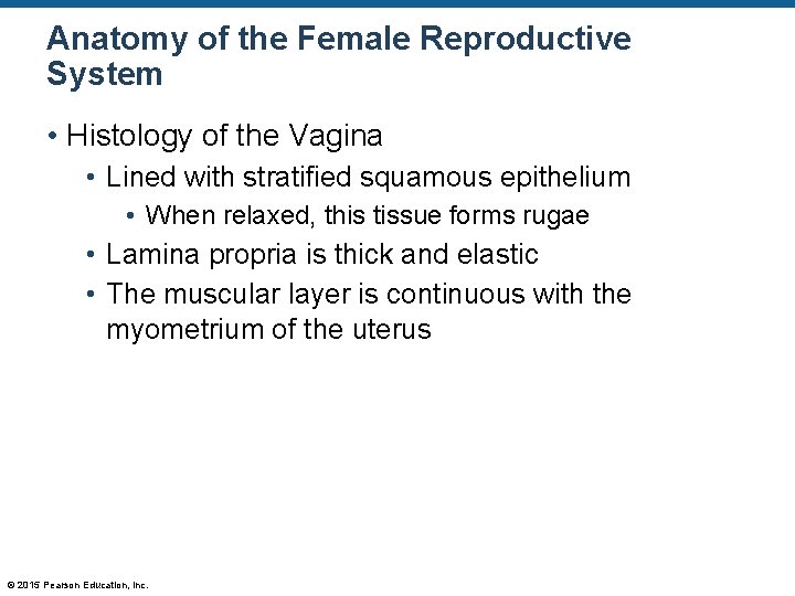Anatomy of the Female Reproductive System • Histology of the Vagina • Lined with