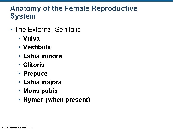 Anatomy of the Female Reproductive System • The External Genitalia • • Vulva Vestibule