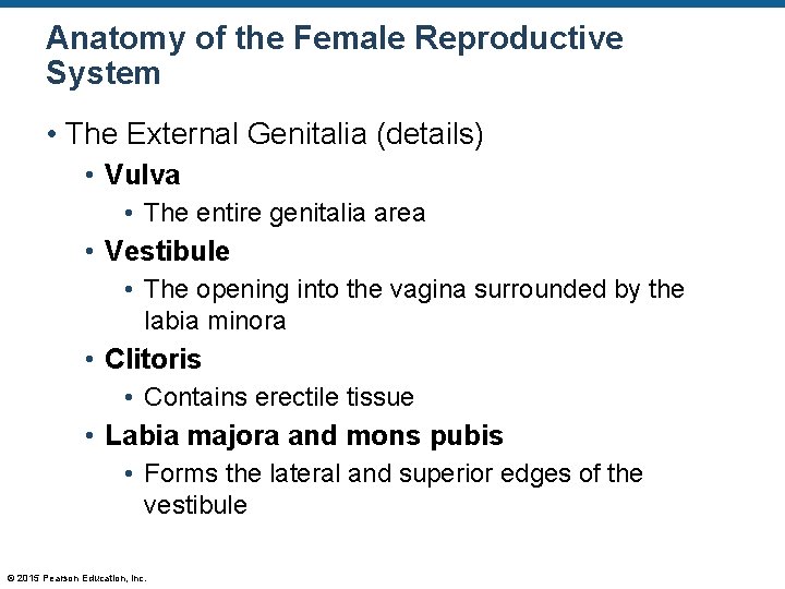 Anatomy of the Female Reproductive System • The External Genitalia (details) • Vulva •