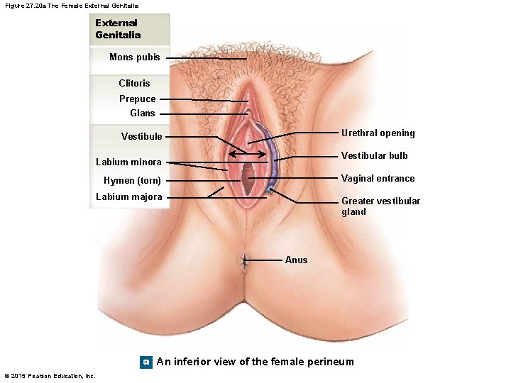 Figure 27. 20 a The Female External Genitalia Mons pubis Clitoris Prepuce Glans Urethral