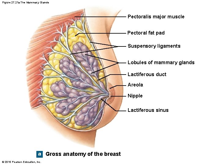 Figure 27. 21 a The Mammary Glands Pectoralis major muscle Pectoral fat pad Suspensory
