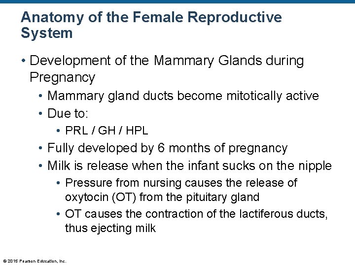 Anatomy of the Female Reproductive System • Development of the Mammary Glands during Pregnancy