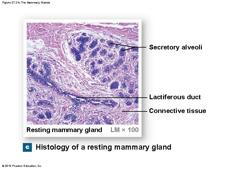Figure 27. 21 c The Mammary Glands Secretory alveoli Lactiferous duct Connective tissue Resting