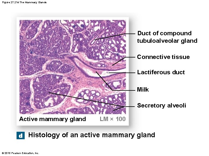 Figure 27. 21 d The Mammary Glands Duct of compound tubuloalveolar gland Connective tissue