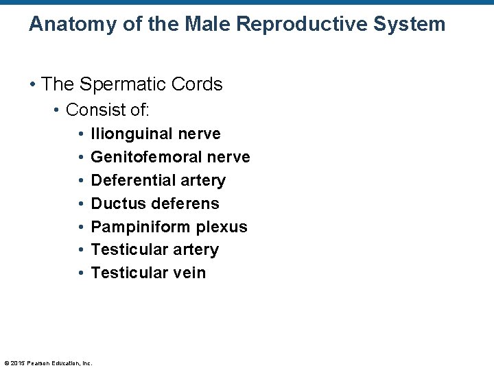 Anatomy of the Male Reproductive System • The Spermatic Cords • Consist of: •
