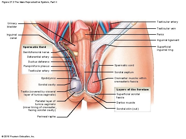 Figure 27. 3 The Male Reproductive System, Part II Testicular artery Urinary bladder Testicular