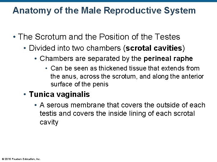 Anatomy of the Male Reproductive System • The Scrotum and the Position of the